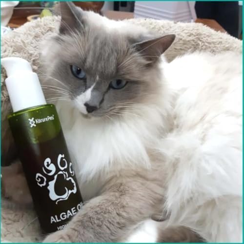 Omega 3 for Cats - Algae Oil, Alternative Fish Oil for Cats, Sustainable Omega Supplement for Skin & Coat, Itching, Shedding, Joints & Immune Health, Natural Omega Cat Supplements 50ml