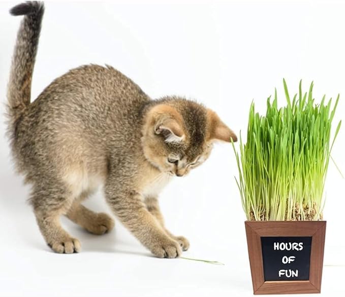 Organic Indoor Cat Grass Kit - 3 Wooden Planters, Certified Seeds, and Premium Soil for Happy Cats. Delight Your Feline Friends with The Ultimate Cat Grass Experience! Ideal Gift for Cat Lovers.