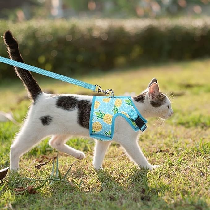BINGPET Cat Harness with Leash Escape Proof - Fashionable Mesh Cat Dog Walking Harness Leads, Adjustable for Kitties Puppies Small Animals