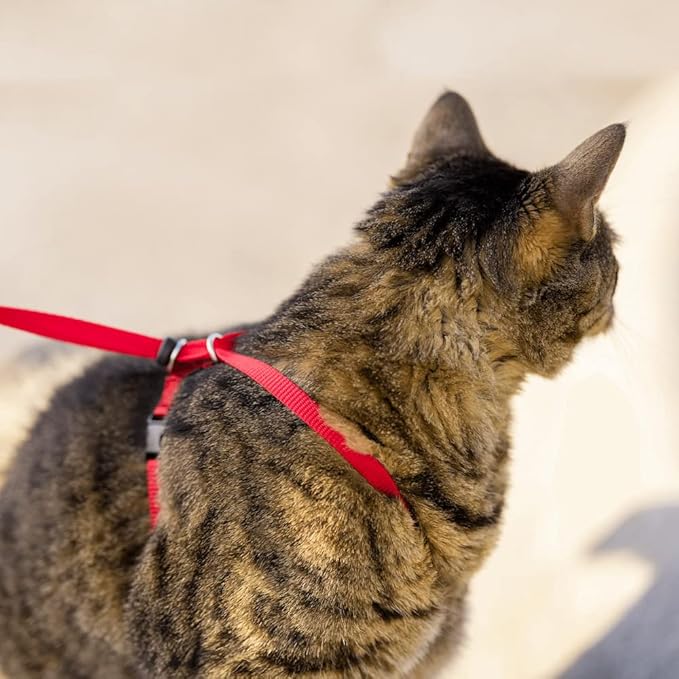PetSafe Come with Me Kitty Harness and Bungee Leash, Large, Royal Blue