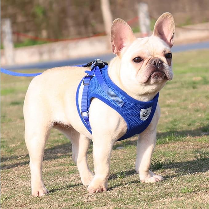 Comfort Step-in Cat Dog Harness and Leash Set for Puppies Cats Kitty Escape Proof Pet Vest Harnesses for Small Animals Rabbit/Mouse/Cats (Large, Blue)