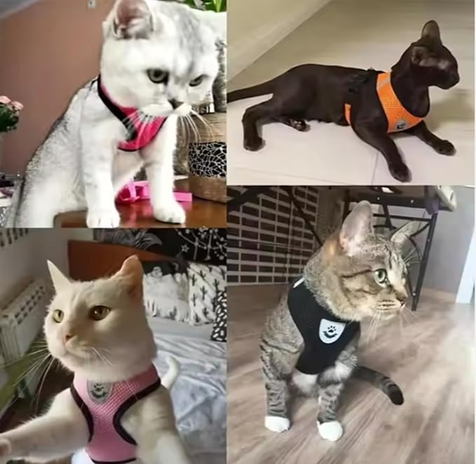 Step-in Dog, Cat, and Puppy Harness and Leash | All Weather Mesh | Reflective Harness & Leash for Small Dogs and Cats (Blue, Large)