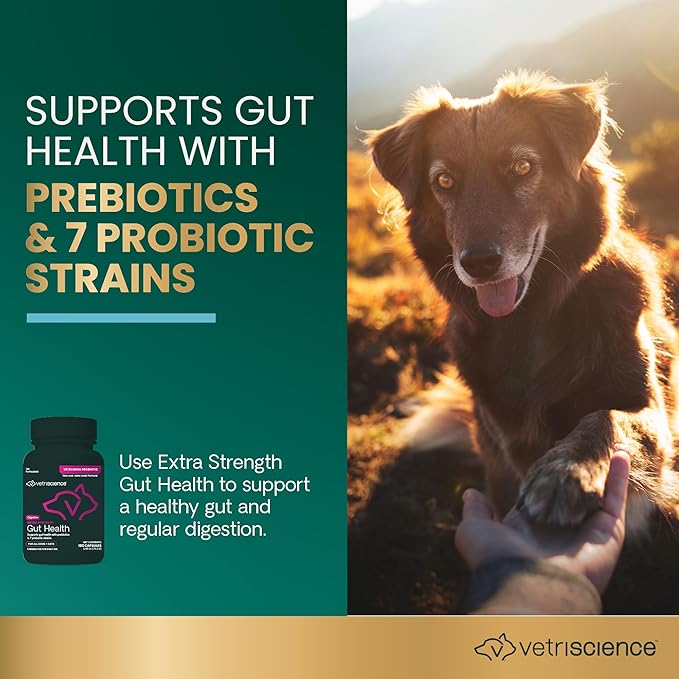VetriScience Extra Strength Gut Health Capsules, Probiotic & Prebiotic Digestive Supplement for Dogs & Cats, Digestion Support, Gas & Diarrhea, Immune Support, 7.5 Billion CFU Per Capsule, 120 Count