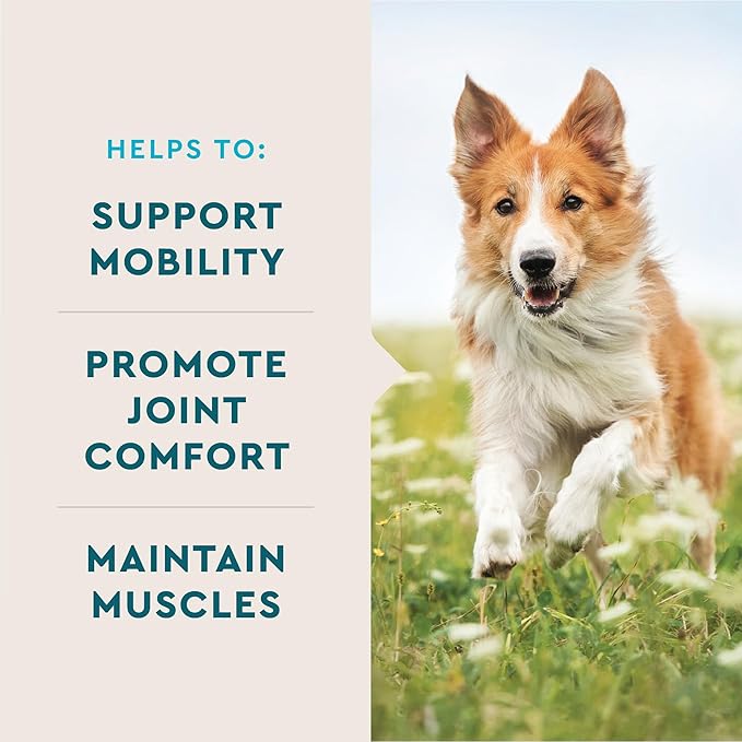 VetIQ Advanced Hip & Joint Chews For Dogs, 60 Count, Chicken Flavored Supplements Made with Glucosamine, Omega 3’s, Chondroitin, MSM, and Green Lipped Mussel, Increases Mobility and Maintains Muscles