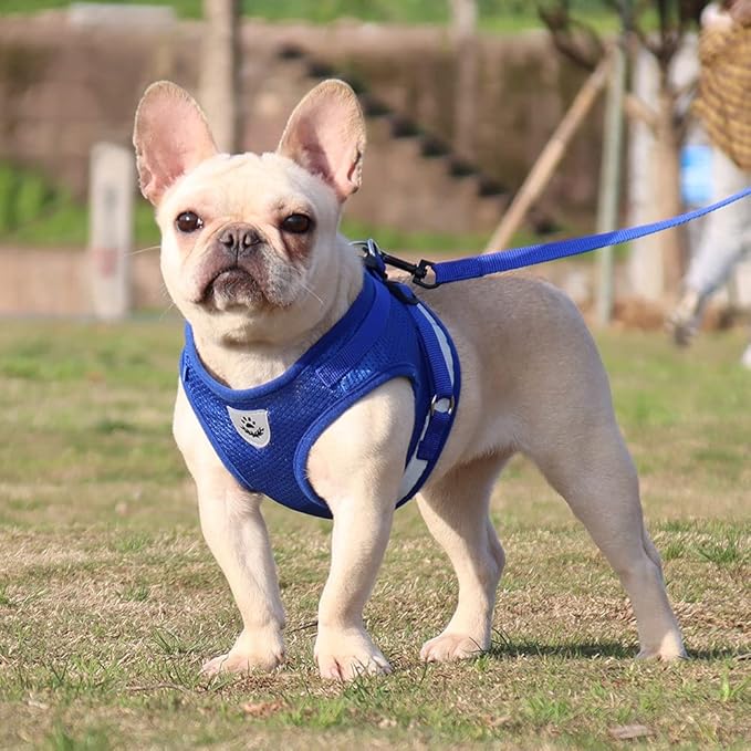 Comfort Step-in Cat Dog Harness and Leash Set for Puppies Cats Kitty Escape Proof Pet Vest Harnesses for Small Animals Rabbit/Mouse/Cats (S:1.5-3KG, Blue)