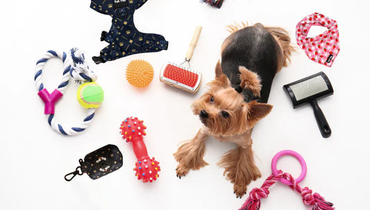 Must-Have Pet Supplies for a Happy, Healthy Pet