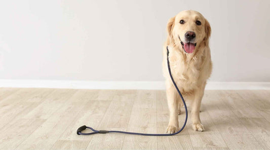 From Leashes to Litter: Your Complete Pet Supply Guide