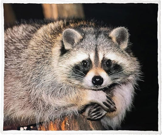Raccoon Sherpa Blanket, Animal Print Fleece Throw Blankets for Couch Sofa Bed, Super Soft Warm and Lightweight, 50" x 60"