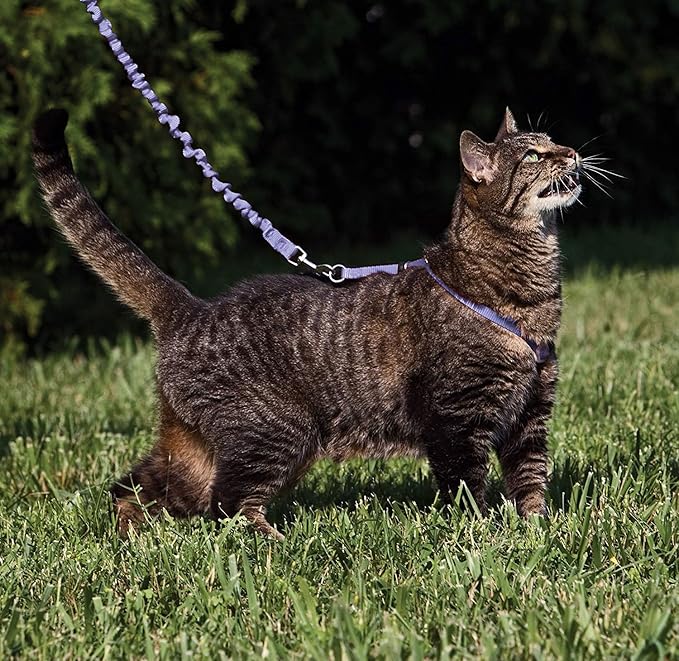 PetSafe Come with Me Kitty Harness and Bungee Leash, Large, Lilac