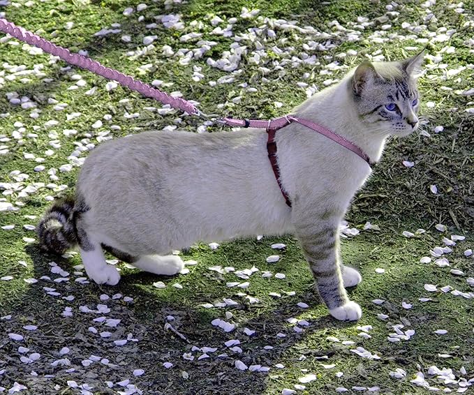 PetSafe Come with Me Kitty Harness and Bungee Leash, Medium, Dusty Rose